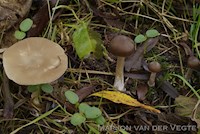 Moerasbossatijnzwam